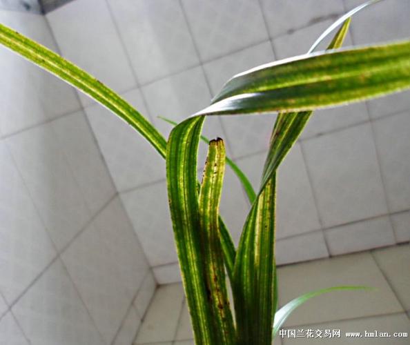 极品后明春剑金沙斑艺好赌草