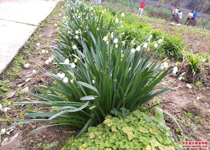 夏雪片莲的花期,形态特征,生长习性和园林用途