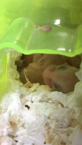 你们仓鼠死的时候会难过吗
