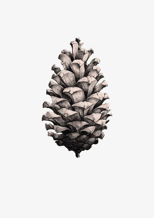 手绘松果