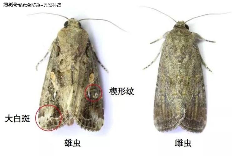 草地贪夜蛾性诱装置专业防治草地贪夜蛾