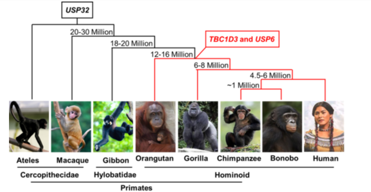 人为何要进行人猿杂交实验实验结果是什么