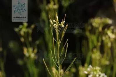 图片来源网络 ▲拟南芥 图片来源:中国植物图像库 刘军 参考文献