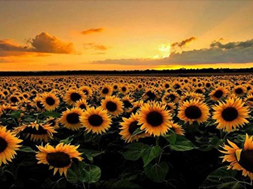 夕阳晚霞向日葵钻石画