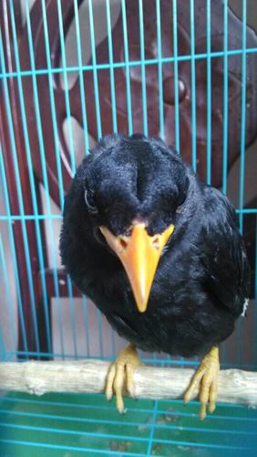 下面是辨别鹩哥公母一些方法,希望对你鉴别公母有所帮助. 1.