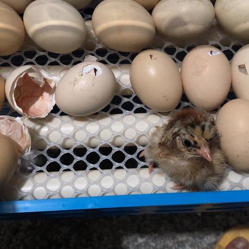 观察实验之《小鸡的孵化》