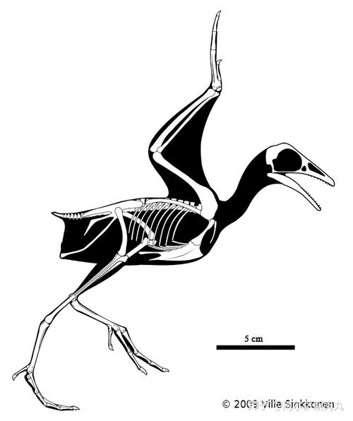 将独立的鸟纲置于恐龙总目兽脚亚目的分类下是否合理以及翼龙与鸟类