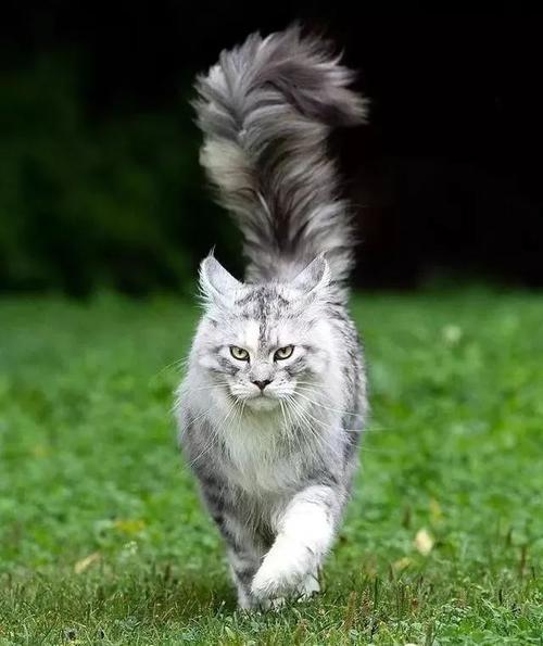 猫武士——同喵文