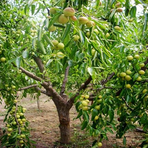 代特大枣树树苗南北方种植果树苗当年结果 2 沾化冬枣 嫁接枣树苗