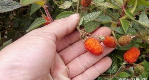 一种非常好吃的野果叫红腺悬钩子