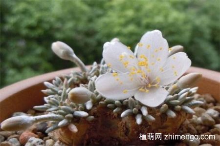 白花韧锦不开花怎么办,怎么让白花韧锦开花