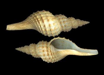 尖角边缘的下方是扁平的基座.