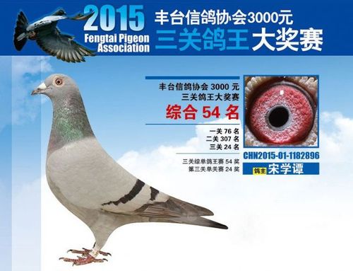 奖鸽欣赏:宋学谭15年秋赛高位入赏鸽(图)