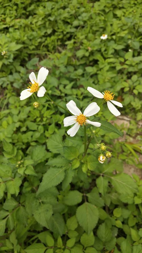 潮汕草药四方枝苦楝鬼针草