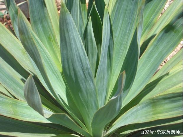 凤尾兰条状披针形叶子细节外观