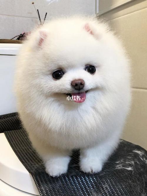 分享一波网红博美发型!真是太可爱了_发型_博美_宠物