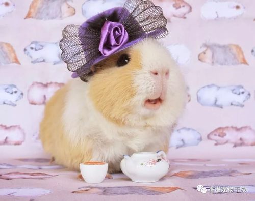 奶萌荷兰猪今日你吸咗未