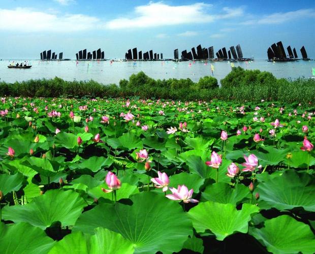 江苏一处是国家5a级景区的湿地公园,是中国十大生态休闲基地之一
