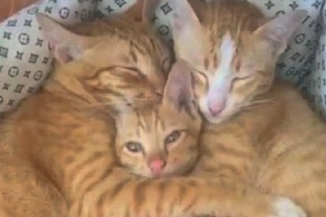 橘猫一家3口胃口很好主人却哭穷母猫感谢我只生了一只吧