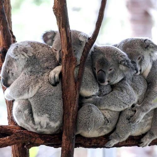 龙柏考拉动物园(lone pine koala sanctuary)是世界上最大的考拉