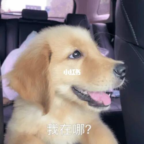 狗狗表情包_表情包_狗狗_素材_表情包