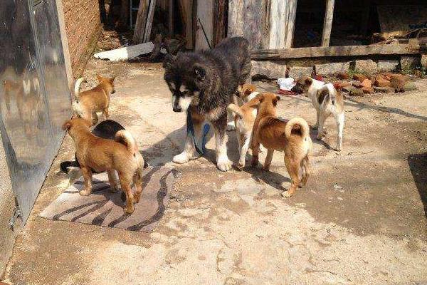 农村大规模土狗养殖利润是多少在农村养土狗赚钱吗