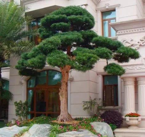 里或是院子周围都会种一棵罗汉松,不仅能观赏,且有"镇宅旺财"的美好
