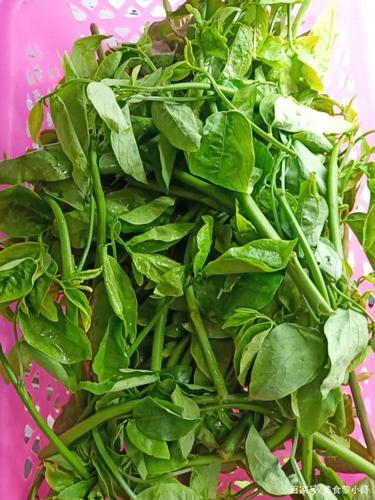 海南野菜种类介绍:第一篇