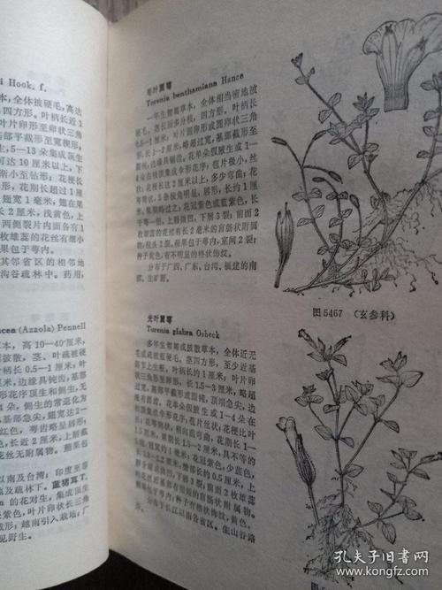 中国高等植物图鉴:第三册,第四册,补编第一册,共三本合售