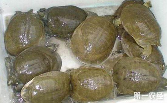 甲鱼怎么养?甲鱼的养殖方法