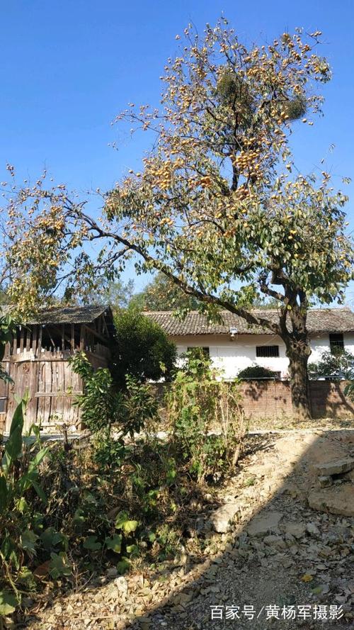 老屋旁生长的柿子树,故乡熟悉的原风景,阳光下老家亲切的风光