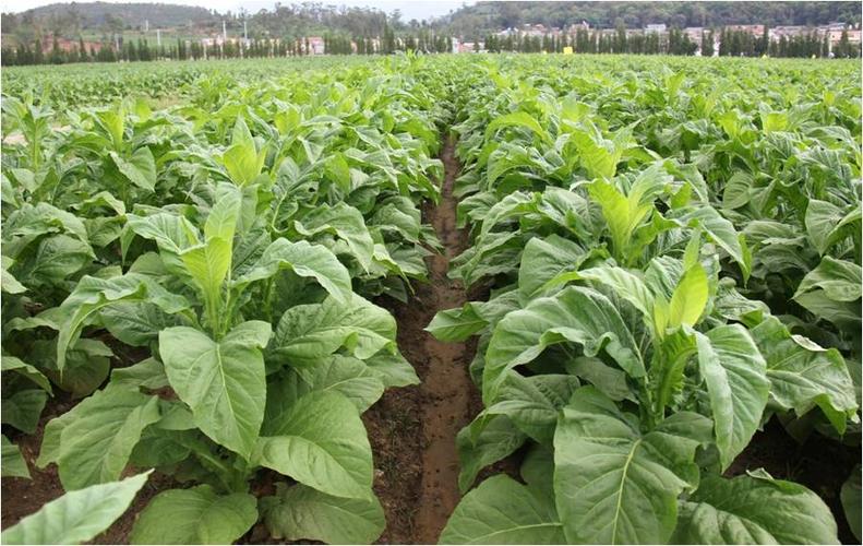 烤烟新品种云烟110主要特征特性