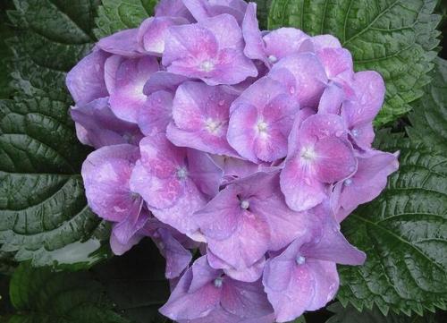 臭绣球花的养殖方法合适的土壤和温度很重要