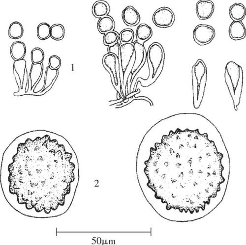 卵孢子 十字花科蔬菜白锈病与十字花科蔬菜霜霉病的症状比较相似,且常