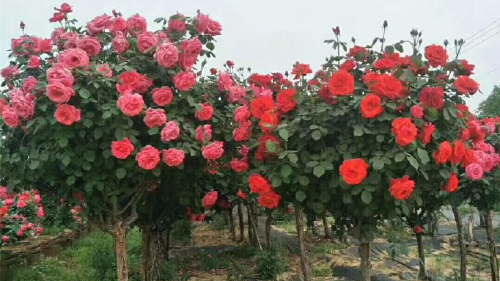 月季树 树状月季 玫瑰树