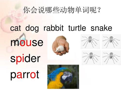 cat dog rabbit turtle snake mouse spider parrot