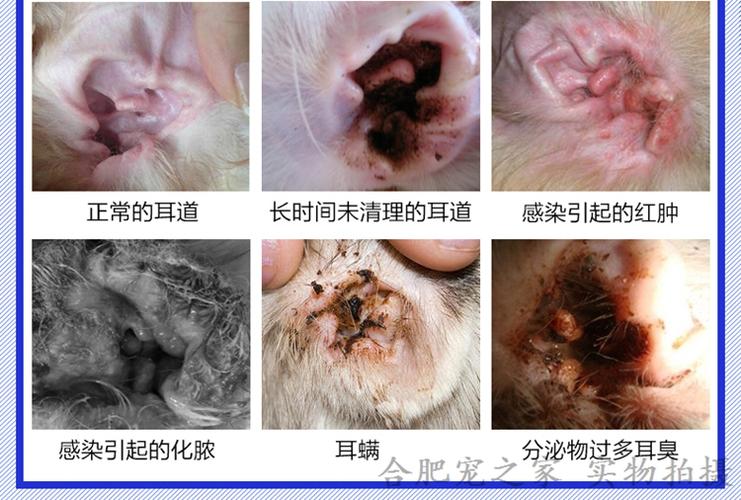 3.宠物用品批发 金盾尔康 猫咪狗犬用滴耳液耳药水耳螨耳炎20ml