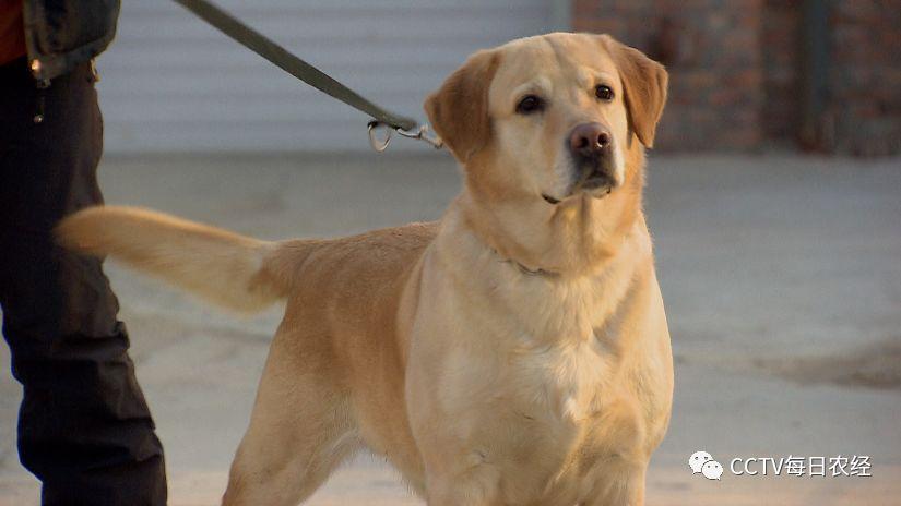 活泼粘人的金毛巡回猎犬