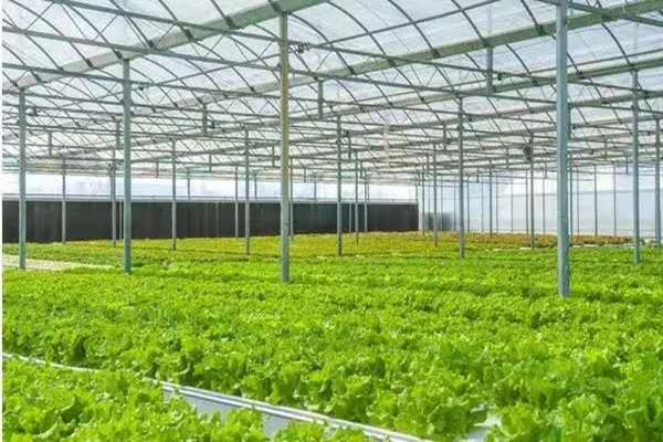 新疆日本农业叶菜工厂化