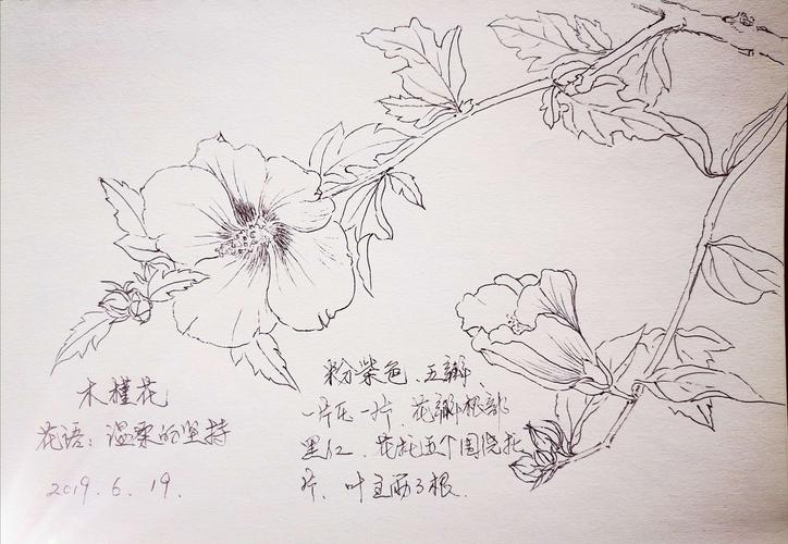 李新捷百花写生集(一)