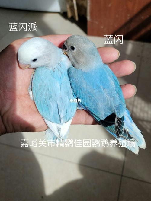 蓝闪派,蓝闪_鹦鹉_牡丹_手养牡丹鹦鹉_宠物_宠物其他