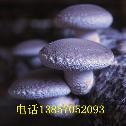 富菌批发菌种段木优良香菇241林下生态化种植