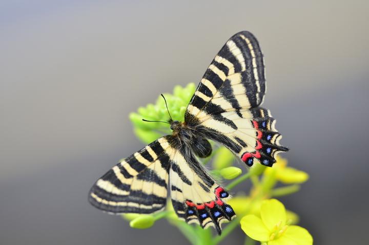 在江浙地区,菜粉蝶一年中要经历8到9个世代,玉带凤蝶,大红蛱蝶要经历3