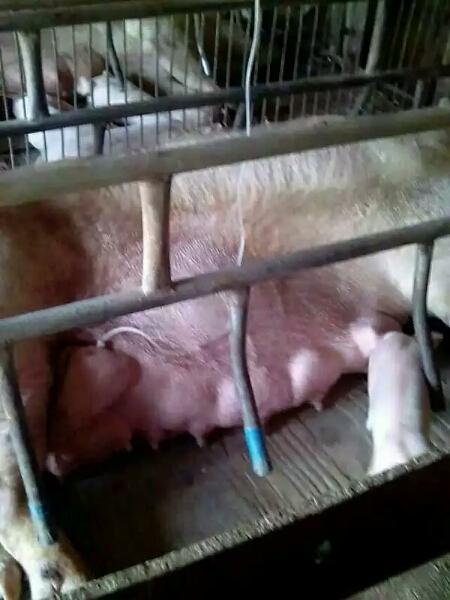 母猪打吊针新方法-方便快速,人人可以操作