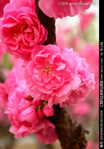 [正版商业] 桃花 花桃 碧桃