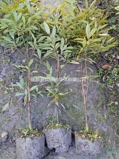 金丝楠木小苗 出土1.5公分-2公分货大量品批发