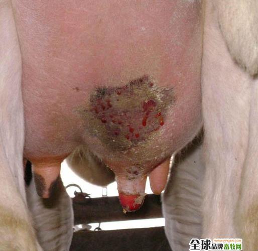 一例坏疽性牛乳房炎的诊疗报告