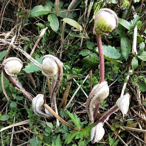 野生薇菜 月尔,紫,蕨 薇菜自然晒干薇菜 根苗2窝