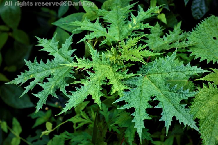 大蝎子草 girardinia diversifolia