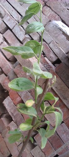 柿子树怎么啦? 叶子变红了?叶根轻轻一碰就掉啦!